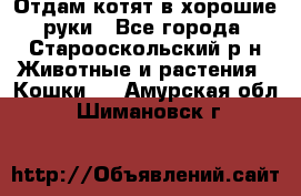 Отдам котят в хорошие руки - Все города, Старооскольский р-н Животные и растения » Кошки   . Амурская обл.,Шимановск г.